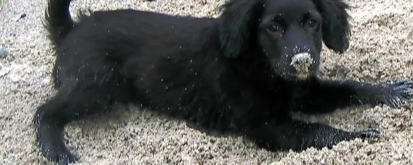 Nova genska terapija je uspešna pri zdravljenju nekaterih bolezni 
in za razliko od  kemoterapije ne povzroča stranskih učinkov.