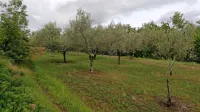 Marancinov oljčnik, za katerega so mu odmerili 572 evrov  NUSZ, nima nobene komunalne infrastrukture.    