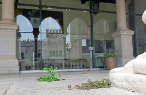Kavarna Loggia je zaprta že od marca, na kar opozarja tudi trpežen 
plevel, ki je vzniknil med kamnitimi ploščami.