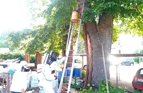 Čebelarji so v Senožečah poskrbeli za čebele, gasilci pa za gorečo 
lipo. 