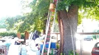 Čebelarji so v Senožečah poskrbeli za čebele, gasilci pa za gorečo 
lipo. 
