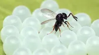 Japonska osica se razmnožuje tako, da samička svoja jajčeca 
polaga v jajčeca marmorirane smrdljivke.    