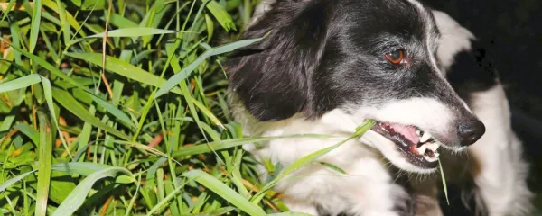 Ko pes je travo, ima običajno težave s prebavo.