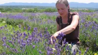 Nataša Špiranec Maurer pravi, da je sivka vsestransko uporabna 
rastlina, ne le v aromaterapiji, ampak tudi v kulinariki.  