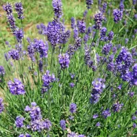  Lavandula angustifolia je vrsta sivke, ki je uporabna v kulinariki.