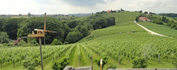 Pogled s turistične kmetije Pukalvec v Zasavici na vinograde s kloptcem in na delček Jeruzalema v ozadju