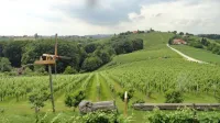 Pogled s turistične kmetije Pukalvec v Zasavici na vinograde s kloptcem in na delček Jeruzalema v ozadju