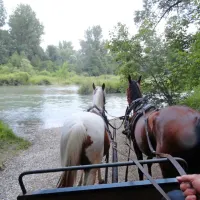 Konja se ob Dravi ustavita, da se spočijeta, nakar mirno zabrodita 
v reko, da vozilo obrneta nazaj v gozd. Popotnike v kočiji pa 
popade strah, da ne bi končali v hladni vodi ...