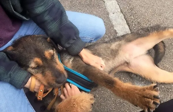 V manj kot tednu dni se je Mozik zelo navezal na oskrbnika 
horjulskega zavetišča Jurija Juhanta.
