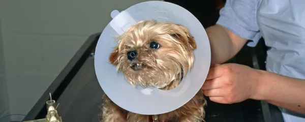 Če so težave hude, lahko praskanje in lizanje kože preprečimo z zaščitnim 
ovratnikom.