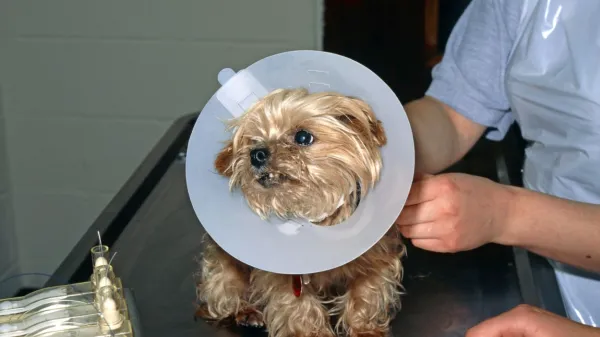 Če so težave hude, lahko praskanje in lizanje kože preprečimo z zaščitnim 
ovratnikom.