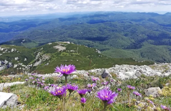   Vrh Snežnika je botanični rezervat, v katerem rastejo tudi redke in 
zaščitene rastline.