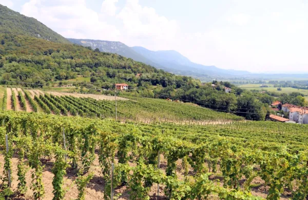 Zaradi koronakrize so vinarji prodali manj vina, marsikje še imajo zaloge lanskega letnika.


