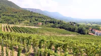 Zaradi koronakrize so vinarji prodali manj vina, marsikje še imajo zaloge lanskega letnika.


