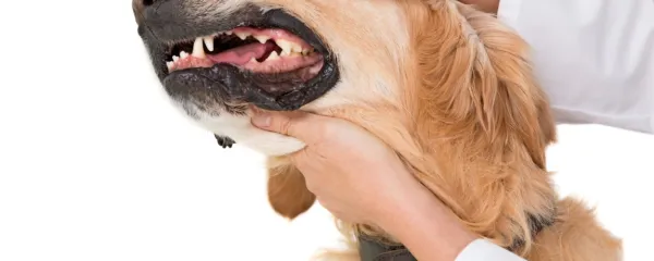 Redno čiščenje zobnih oblog in s tem tudi pregledovanje ustne 
votline pri našem štirinožcu nam omogoča tudi zgodnje odkrivanje rakavih obolenj.