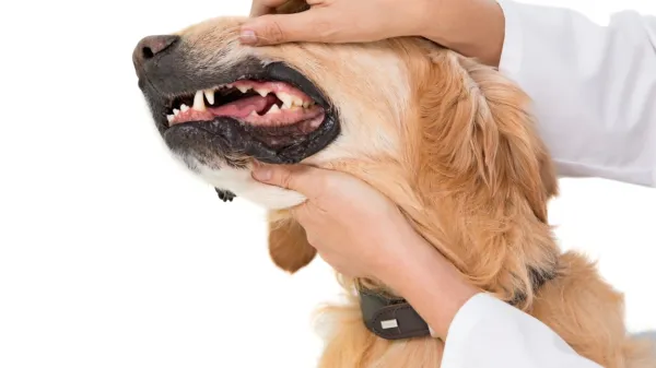 Redno čiščenje zobnih oblog in s tem tudi pregledovanje ustne 
votline pri našem štirinožcu nam omogoča tudi zgodnje odkrivanje rakavih obolenj.