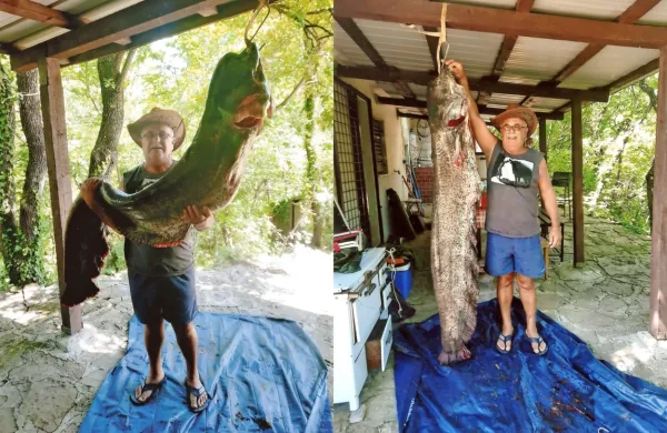 Jovo Savić s svojim rekordnim ulovom: 190 centimetrov dolgim in 
48 kilogramov težkim somom.