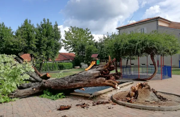 Na igrišču izolskega vrtca, enote Školjka v Ul. oktobrske revolucije, 
je odlomilo kostanj. Sreča v nesreči je bila, da na igrišču takrat ni 
bilo več otrok.       