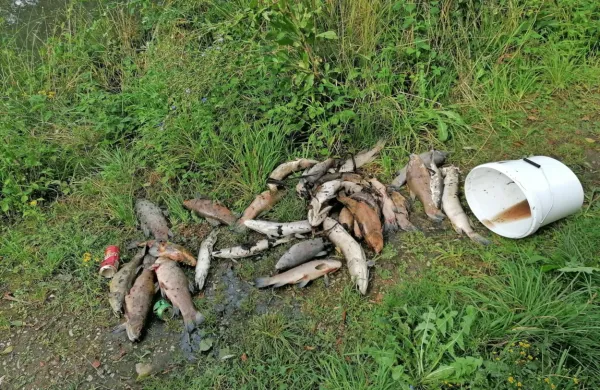 Člani ribiške družine Postojna so včeraj iz mrtvice pobrali približno 
30 večjih rib.