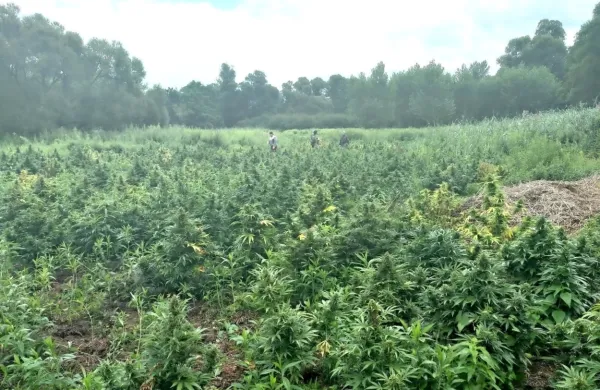 Pridelovalci so za nasad, dobro skrit očem, vzorno skrbeli.