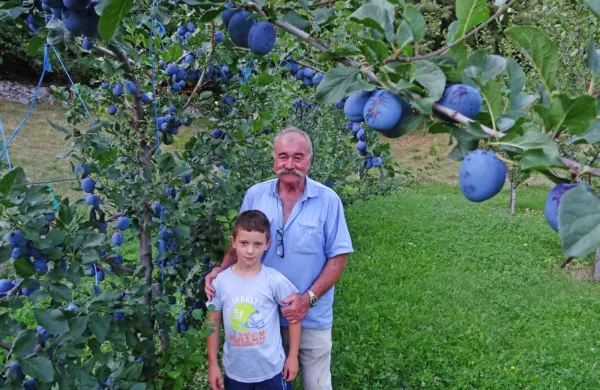 Franc Jelušič iz Slop izkušnje gojenja češp in njihove predelave 
prenaša tudi na  mlajše generacije in na vnuka Tilna. Z letino v 
nasadu mladih češp, odpornih na šarko, sta zelo zadovoljna. 