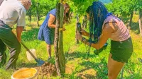 Italijanski novinarji so bili navdušeni nad vipavskim gostoljubjem  
in sajenjem trt v vinogradu pod dvorcem Zemono. 