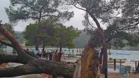 V neurju izruvano drevo na kopališču Krka v Strunjanu