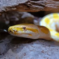 Nad potekom del bedi kralj kač tamkajšnjega terarija, rumeni 
piton Clementino.