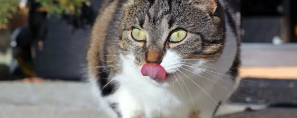 Mačke so izraziti mesojedci, za razliko od 
psov, ki lahko in pogosteje uživajo tudi 
rastlinsko hrano. Kljub temu prehrane 
psa ne moremo primerjati z našo.