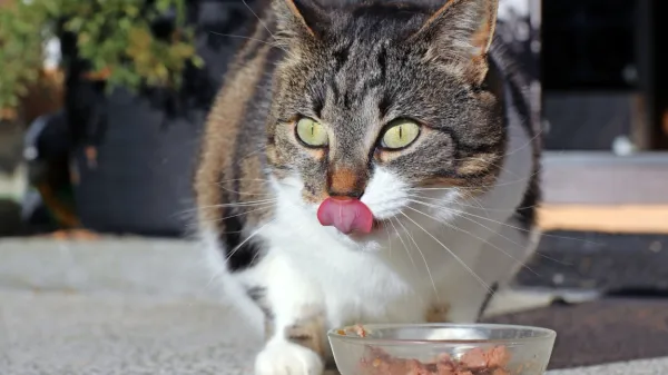 Mačke so izraziti mesojedci, za razliko od 
psov, ki lahko in pogosteje uživajo tudi 
rastlinsko hrano. Kljub temu prehrane 
psa ne moremo primerjati z našo.