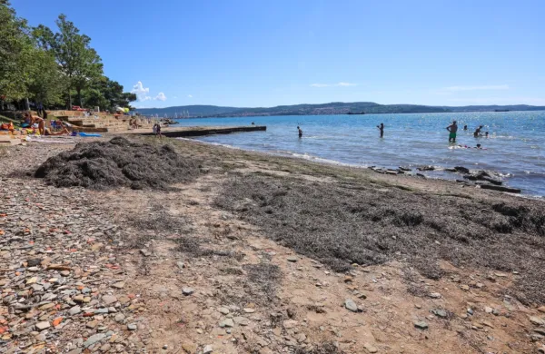 Na plaži Valdoltra se pogosto nabirajo kupi morske trave, saj jo odstranjujejo redkeje kot v 
prejšnjih sezonah.