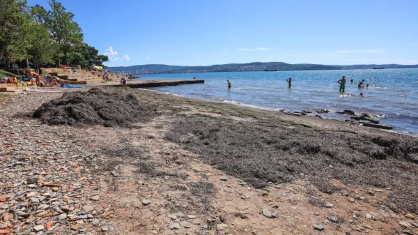 Na plaži Valdoltra se pogosto nabirajo kupi morske trave, saj jo odstranjujejo redkeje kot v 
prejšnjih sezonah.