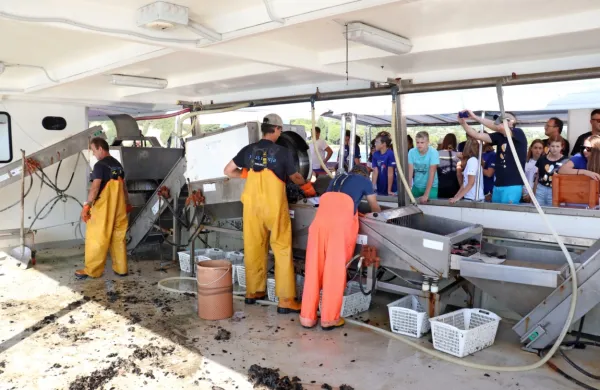 Mladi so gledali, kako ribiči odprejo gnezda školjk oziroma rešte ter školjke s pomočjo stroja očistijo. 

