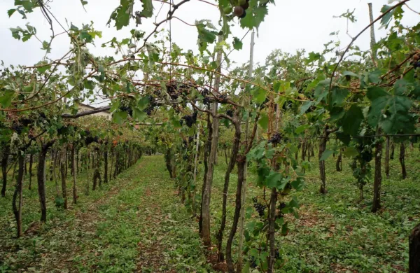  Toča je prizadela tretjino vinogradov v sežanski občini.