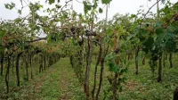  Toča je prizadela tretjino vinogradov v sežanski občini.