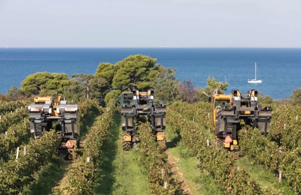 Trem samohodnim Vinakoprovim strojem za obiranje grozdja se je 
letos pridružil še vlečni.