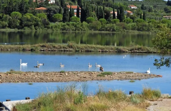 Potem ko so v noči med 2. in 3. septembrom izginili štirje mladi 
labodi, v vodi pa so našli kadaver petega, od torka pogrešajo tudi 
odraslega samca.