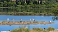 Potem ko so v noči med 2. in 3. septembrom izginili štirje mladi 
labodi, v vodi pa so našli kadaver petega, od torka pogrešajo tudi 
odraslega samca.