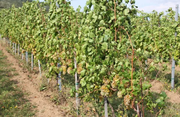 Trgatev je že v polnem zamahu, nekateri vinogradniki v Vipavski 
dolini pa še ne vedo, komu bodo lahko prodali grozdje.