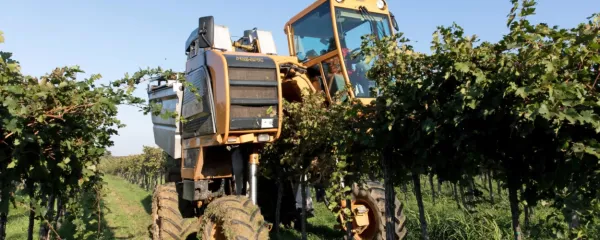 V Vinakoprovih bodo s štirimi stroji pobrali skoraj dve tretjini 
pridelka.