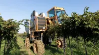 V Vinakoprovih bodo s štirimi stroji pobrali skoraj dve tretjini 
pridelka.