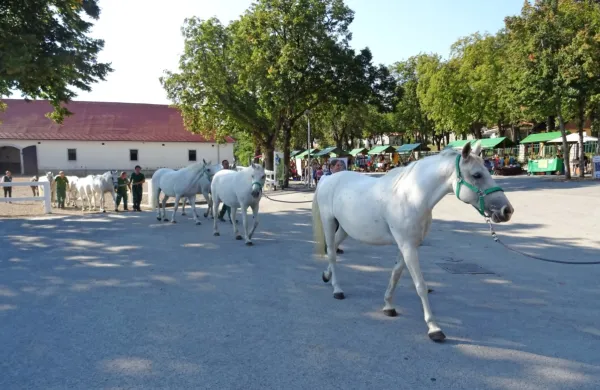 V letošnjem programu prodaje je 147 lipicancev, deset kobil so  predstavili že v soboto. 