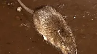 Populacija podgan se je letos namnožila, k čemer so prispevali 
dostop do hrane, ugodna klima in primerno okolje.