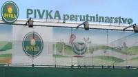 V Pivki perutninarstvu na delu manjka 40 delavcev.