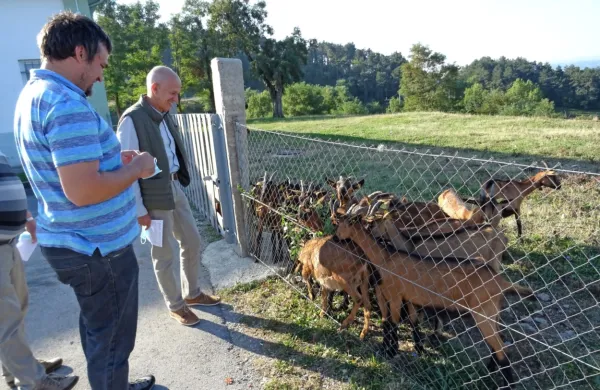 Grega Česnik (levo) in Janko Boštjančič ob čredi koz, ki skrbi tako 
za “košnjo” kot  za atraktivnost Parka vojaške zgodovine. 