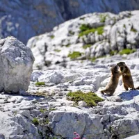 3. nagrada: Živa Ogrin - Boj na Prehodavcih