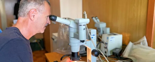 Matjaž Jančar redno in budno spremlja let oljčne muhe - tudi s 
pomočjo mikroskopa.