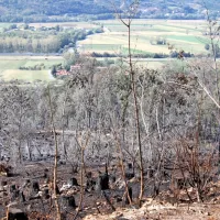 Ogenj je v petek uničil osem hektarjev mešanega gozda in 
podrasti.
