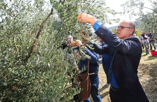 Danilo Markočič bo tudi letos obiral oljke, a najbrž ne tistih v 
njegovem nekdanjem oljčniku na Ronku.