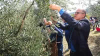 Danilo Markočič bo tudi letos obiral oljke, a najbrž ne tistih v 
njegovem nekdanjem oljčniku na Ronku.